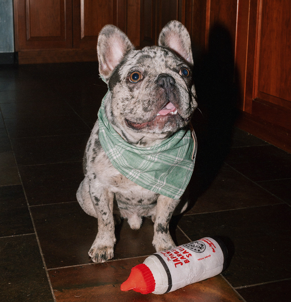 Saucy Dog Toy